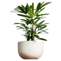 little lady palm bonsai tree care slender lady palm bonsai tree care Rhapis humilis bonsai tree care
