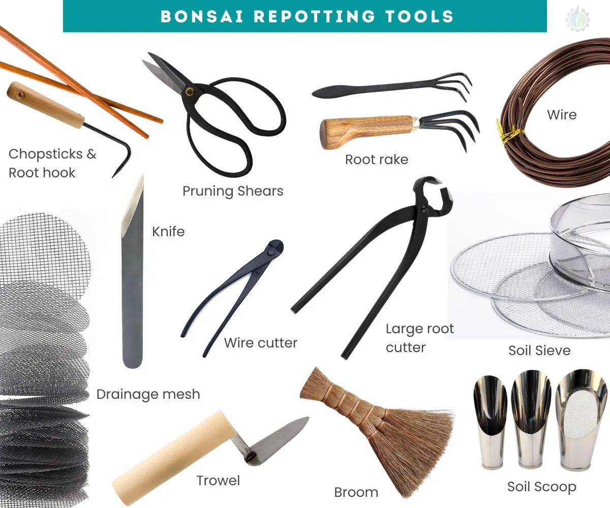 Bonsai tools for repotting bonsai what do i need to repot my bonsai What do i need to repot a bonsai tree ?