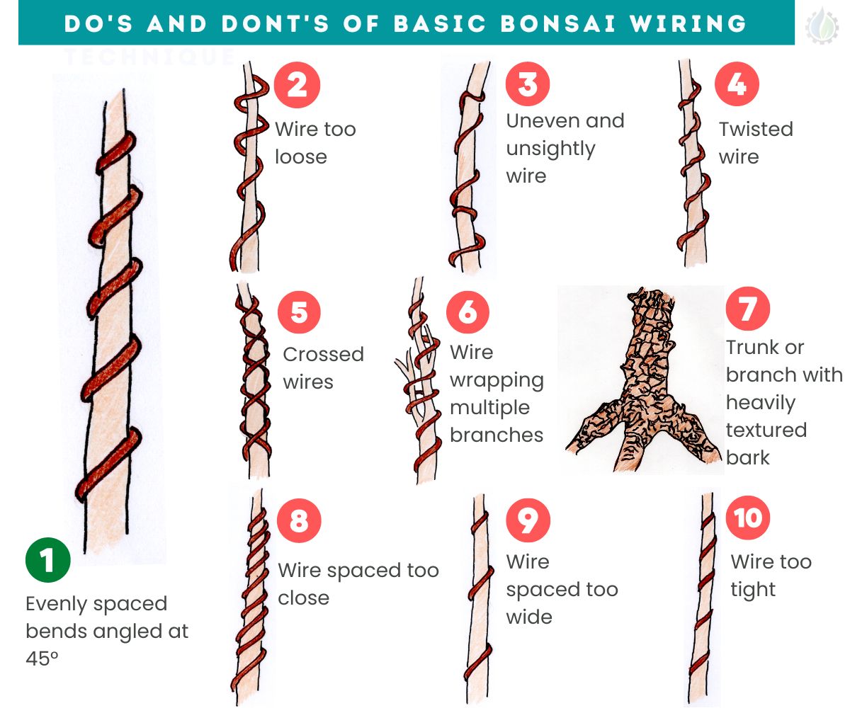 bonsai wiring tutorial