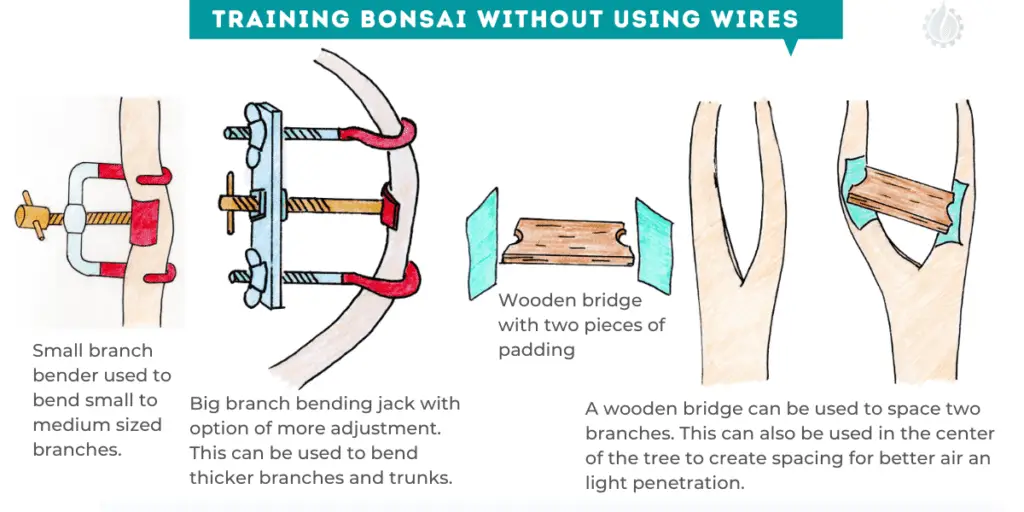 Training bonsai without using wires How do you train a bonsai without a wire?