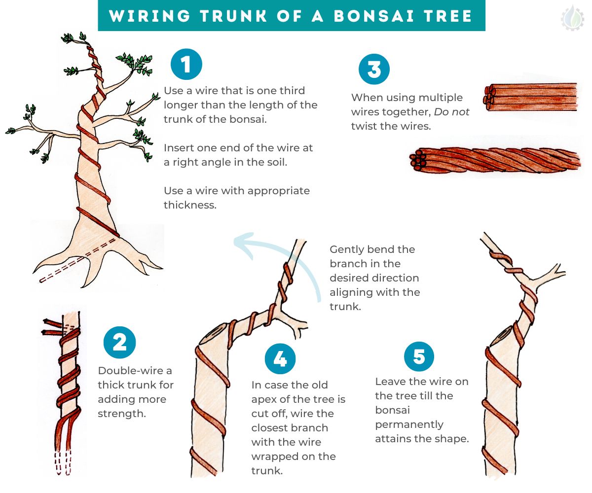 Wiring the trunk of bonsai tree