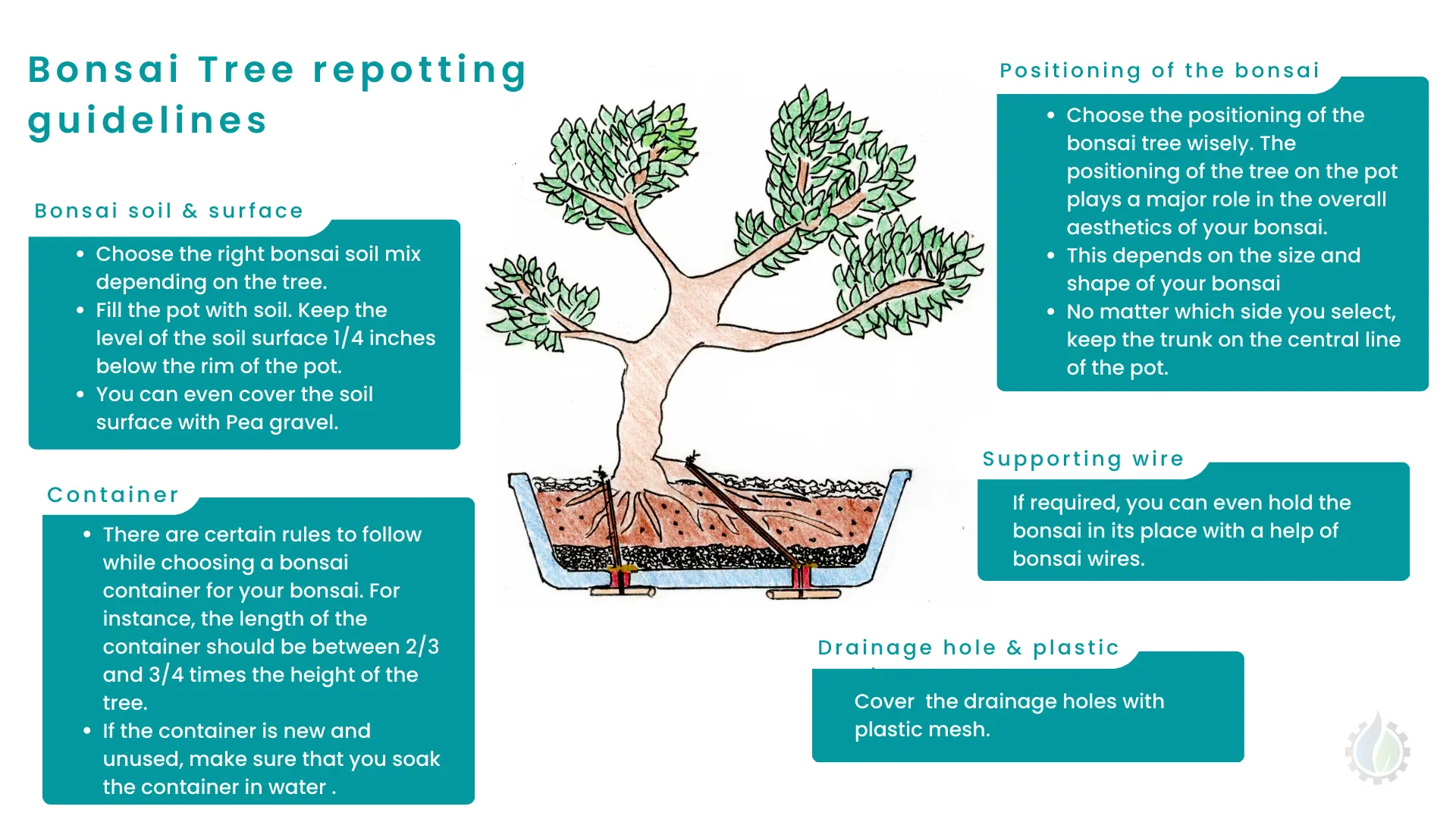 What to aim for while potting a bonsai tree