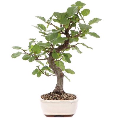 Alder bonsai tree Alnus bonsai tree Alnus glutinosa bonsai tree Alnus cordata bonsai tree