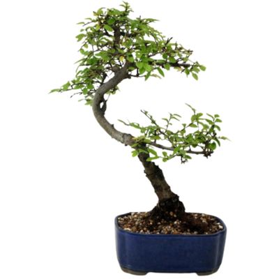 Antarctic beech bonsai tree Nothofagus antarctica bonsai tree