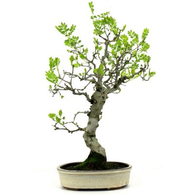 Ash bonsai tree Fraxinus bonsai tree