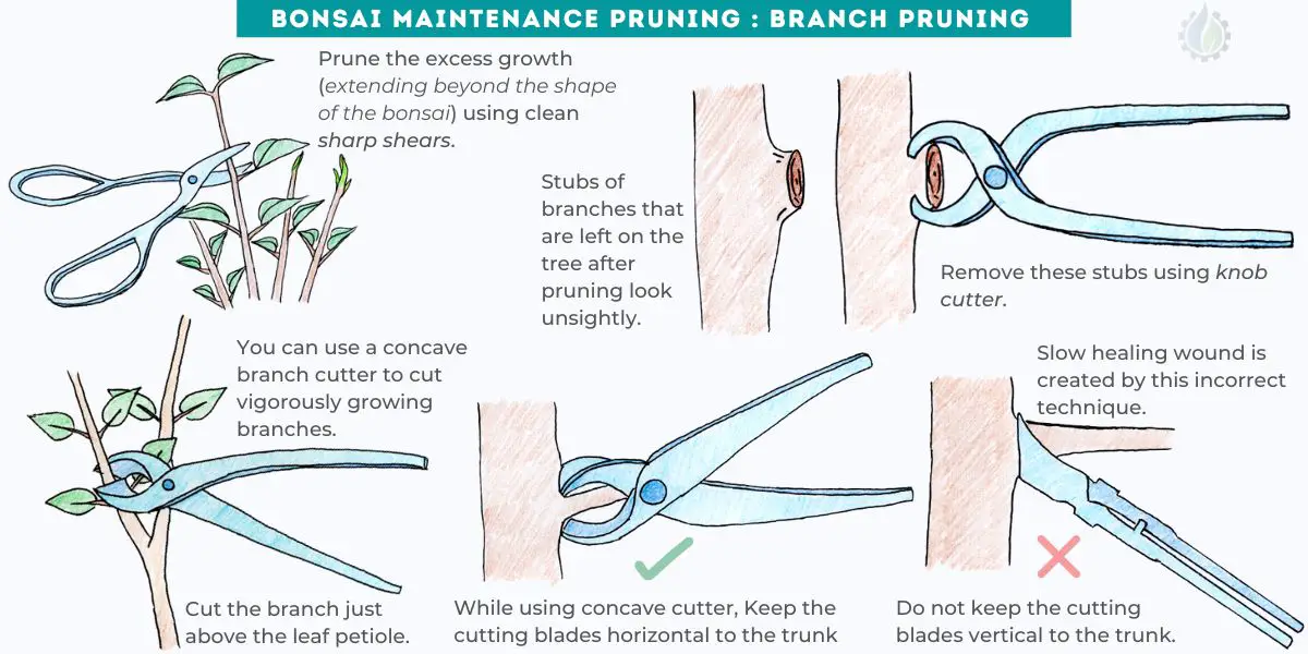 Bonsai maintenance pruning : Branch pruning