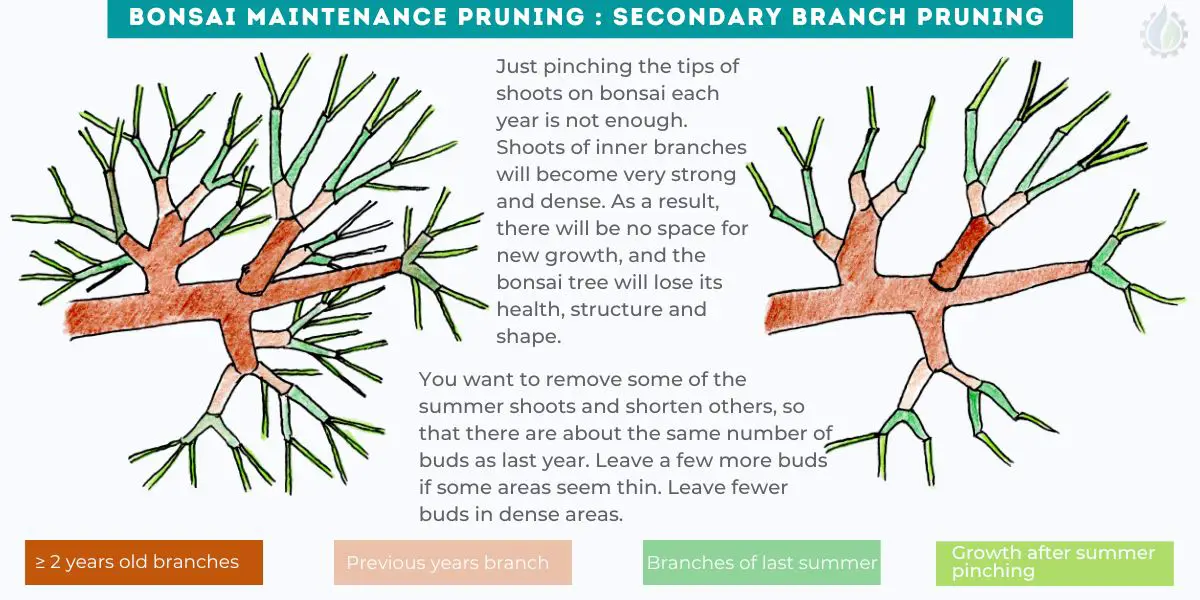 Bonsai maintenance pruning bonsai Secondary branch pruning