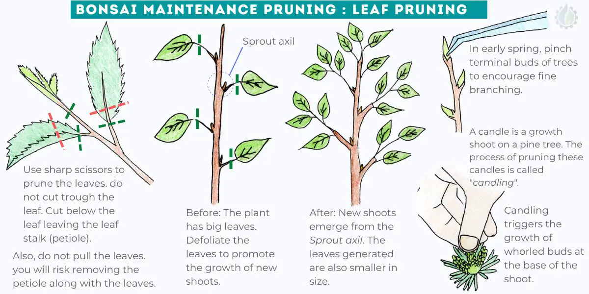 Bonsai leaf pruning