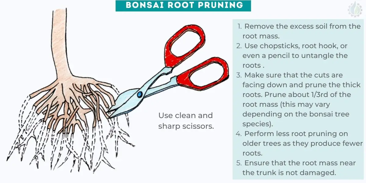 Bonsai root pruning 