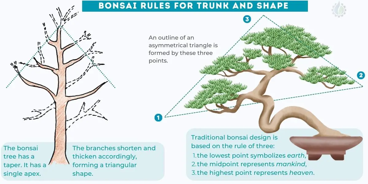 Bonsai rules for trunk and shape