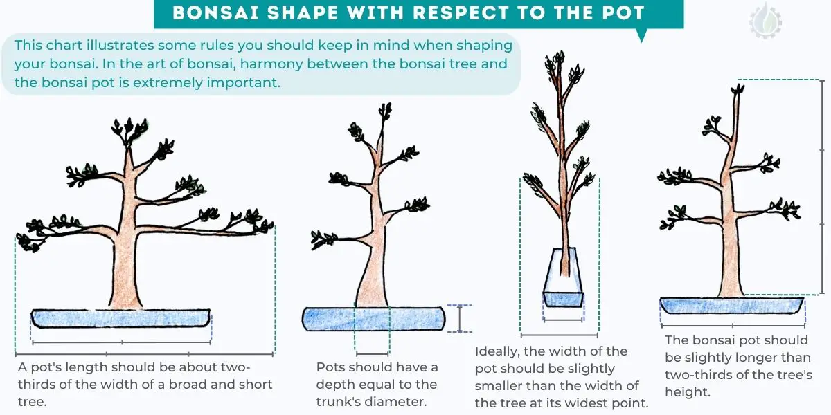 Bonsai shaping with respect to the pot