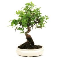 Cork oak bonsai tree care Quercus suber bonsai tree care