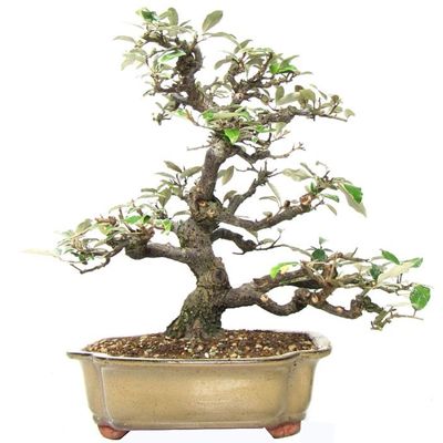Elaeagnus bonsai tree Silverberry bonsai tree