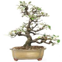 Elaeagnus bonsai tree care Silverberry bonsai tree care