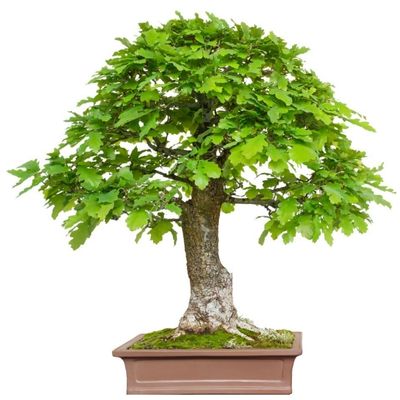 English oak bonsai tree common oak bonsai tree truffle oak bonsai tree pedunculate oak bonsai tree Quercus robur bonsai tree