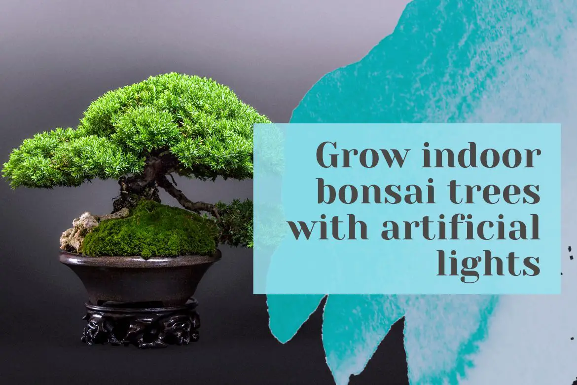 Grow bonsai indoor with grow light