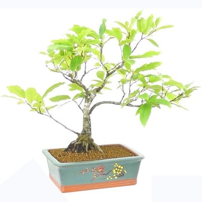 Horse chestnut bonsai tree Aesculus hippocastanum bonsai tree buckeye bonsai 