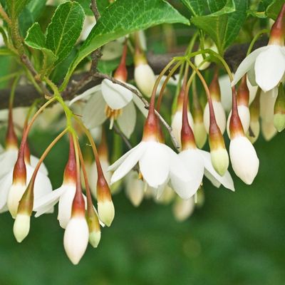 Japanese snowbell bonsai tree flower Styrax japonica bonsai tree flower styrax japonicus bonsai tree flower