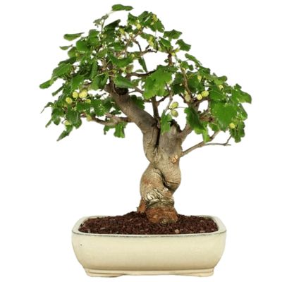 Mulberry bonsai tree Morus bonsai tree 
