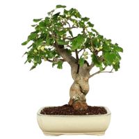 Mulberry bonsai tree care Morus bonsai tree care