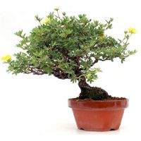 Potentilla bonsai tree care potentilla fruticosa bonsai tree care cinquefoil bonsai tree care