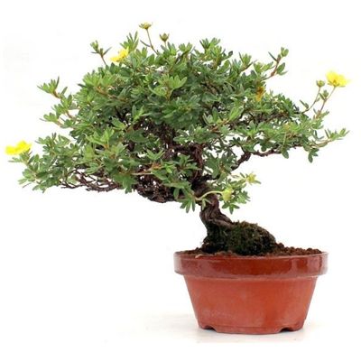 Potentilla bonsai tree potentilla fruticosa bonsai tree cinquefoil bonsai tree
