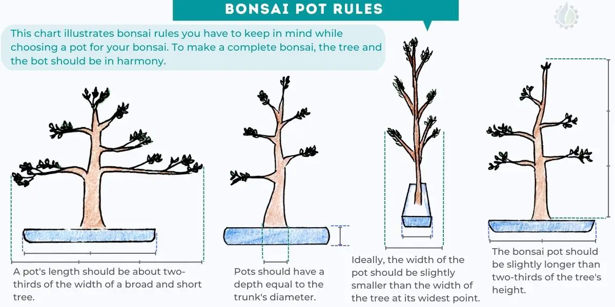 What is the rule for bonsai pots?