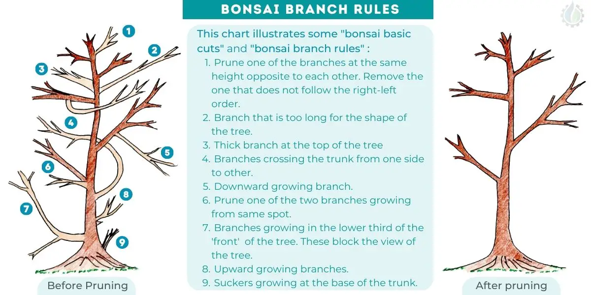 Rules of bonsai - Bonsai branch rules