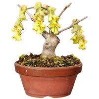 Spiked winter hazel bonsai tree care Corylopsis spicata bonsai tree care