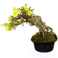 Winter jasmine bonsai tree care jasminum nudiflorum bonsai tree care