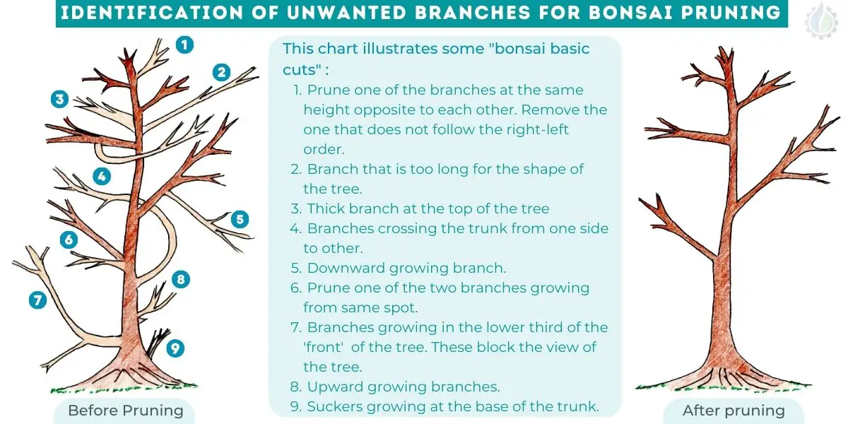 bonsai basic cuts Identification of unwanted branches for bonsai pruning bonsai pruning before and after bonsai pruning rule What are the rules for pruning bonsai? how to trim a bonsai tree for the first time