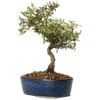honeysuckle bonsai tree care Lonicera nitida bonsai tree care