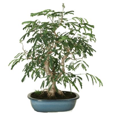 Acacia dealbata bonsai tree Silver Wattle bonsai tree