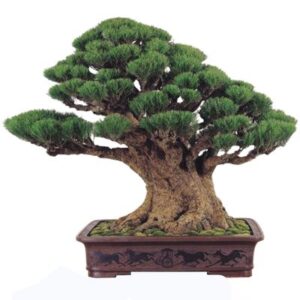 Australian Pine bonsai care