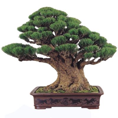 Australian Pine bonsai tree Casuarina equisetifolia Bonsai tree