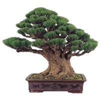 Australian Pine bonsai tree care Casuarina equisetifolia Bonsai tree care