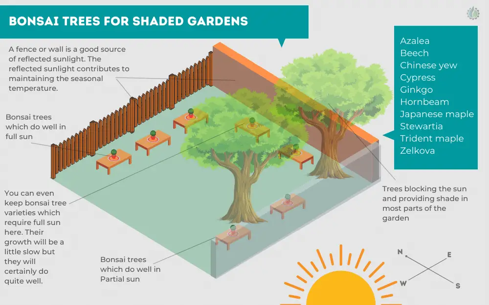 Outdoor bonsai tree location for shaded garden