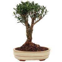 Harland Boxwood Bonsai tree care Buxus harlandii bonsai tree care chinese boxwood bonsai tree care