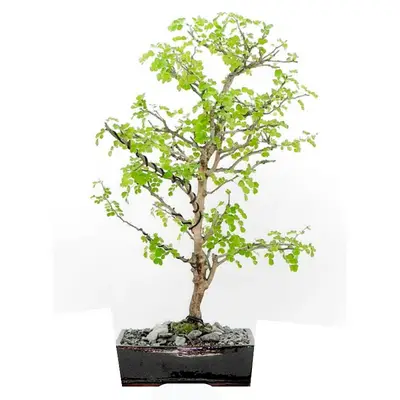 Campeche Bonsai tree Logwood bonsai tree Haematoxylum campechianum Bonsai tree bloodwood bonsai tree
