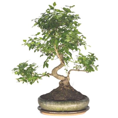 Chinese Privet bonsai ligustrum sinense bonsai