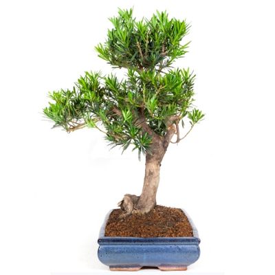 Chinese Yew bonsai tree Podocarpus macrophyllus bonsai tree