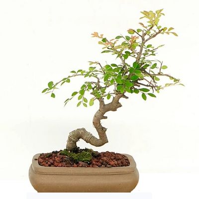 Chinese zelkova bonsai tree zelkova sinica bonsai tree bonsai zelkova sinica