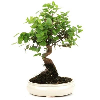 Cork oak bonsai tree Quercus suber bonsai tree