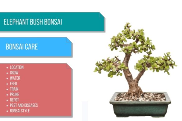 Elephant bush bonsai care