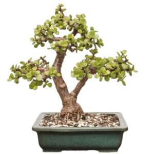 Elephant bush bonsai care