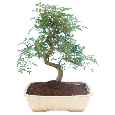 Evergreen ash bonsai tree Fraxinus uhdei bonsai tree