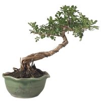 Feroniella bonsai tree care Feroniella lucida bonsai tree care Java cola bonsai tree care Kawista bonsai tree care 