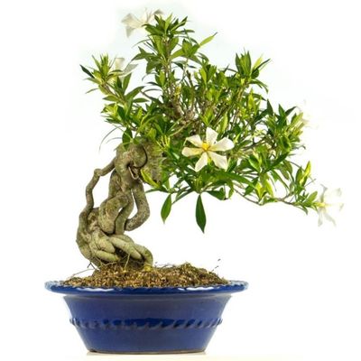 Gardenia bonsai tree care Gardenia jasminoides bonsai tree care Cape Jasmine bonsai tree