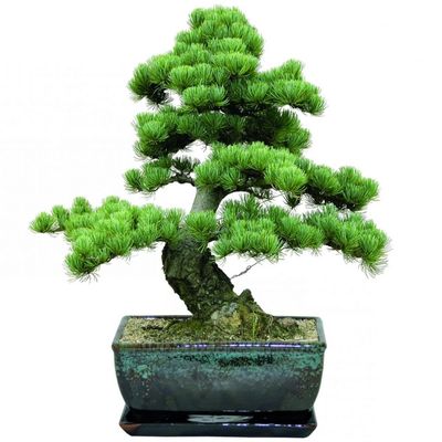 Italian stone pine bonsai tree Pinus pinea bonsai tree stone pine bonsai tree Umbrella pine bonsai tree