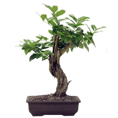 Japanese Privet bonsai tree Wax leaf privet bonsai tree Ligustrum japonicum bonsai tree